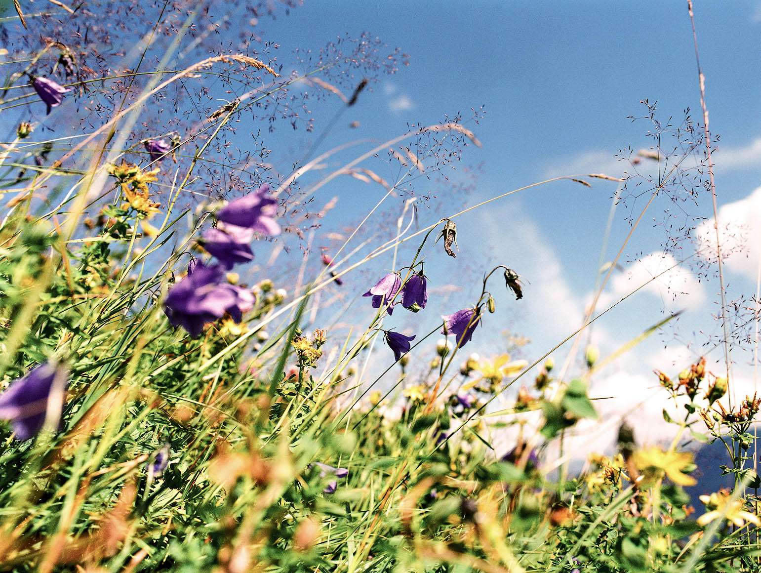 http://www.gregorlengler.com/files/gimgs/th-38_gregor_lengler_heu_23.jpg